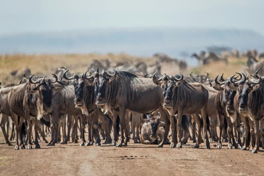 From flooded Okavango lagoons to rolling Serengeti savannahs, go wild for our can’t miss safari spots