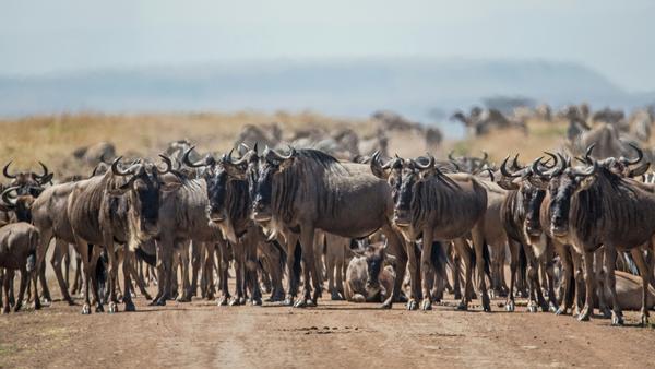 From flooded Okavango lagoons to rolling Serengeti savannahs, go wild for our can’t miss safari spots