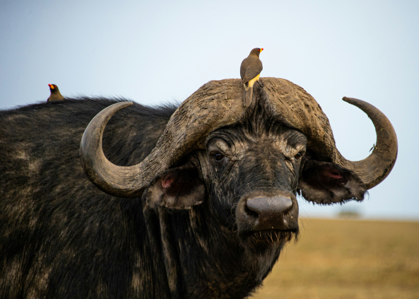 a large Cape buffalo with curled up tusks seems unfazed by the bird perched on its head