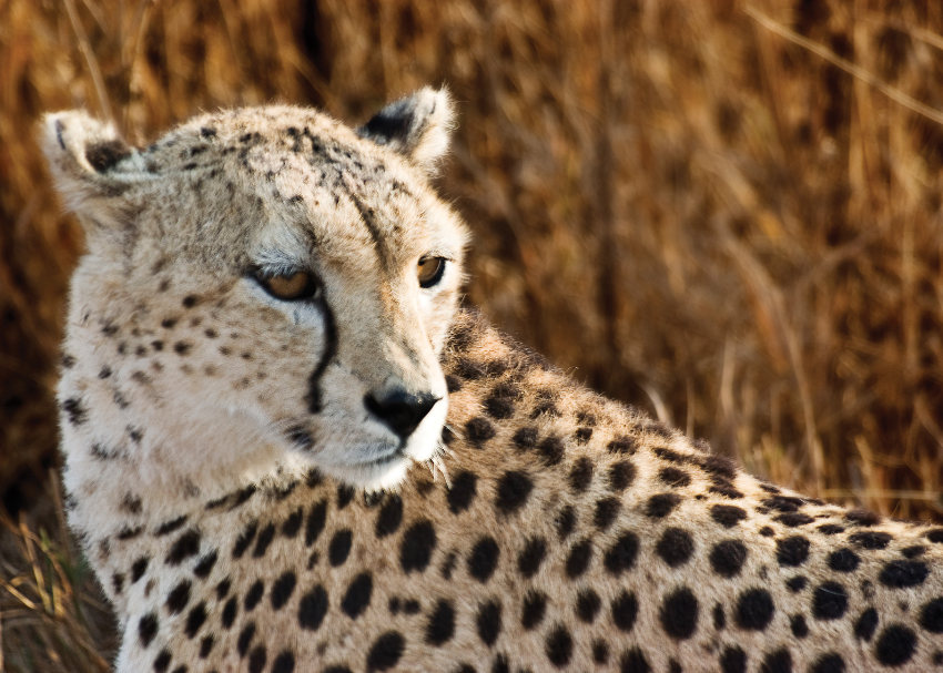 a close up shot of a fluffy cheetah in Tanzania looking out intently at something in the distance
