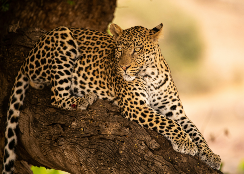 a large spotted leopard perches comfortably on a large tree branch in South Luangwa, Zambia
