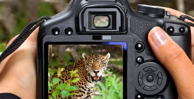 Best Camera for Safari