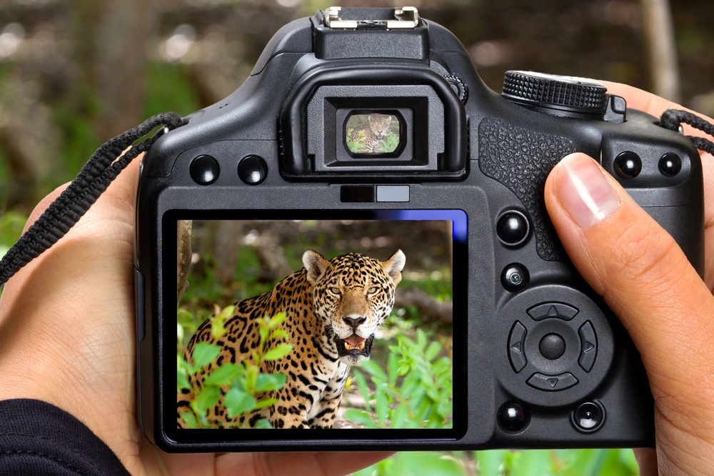 Best Camera for Wildlife Photography
